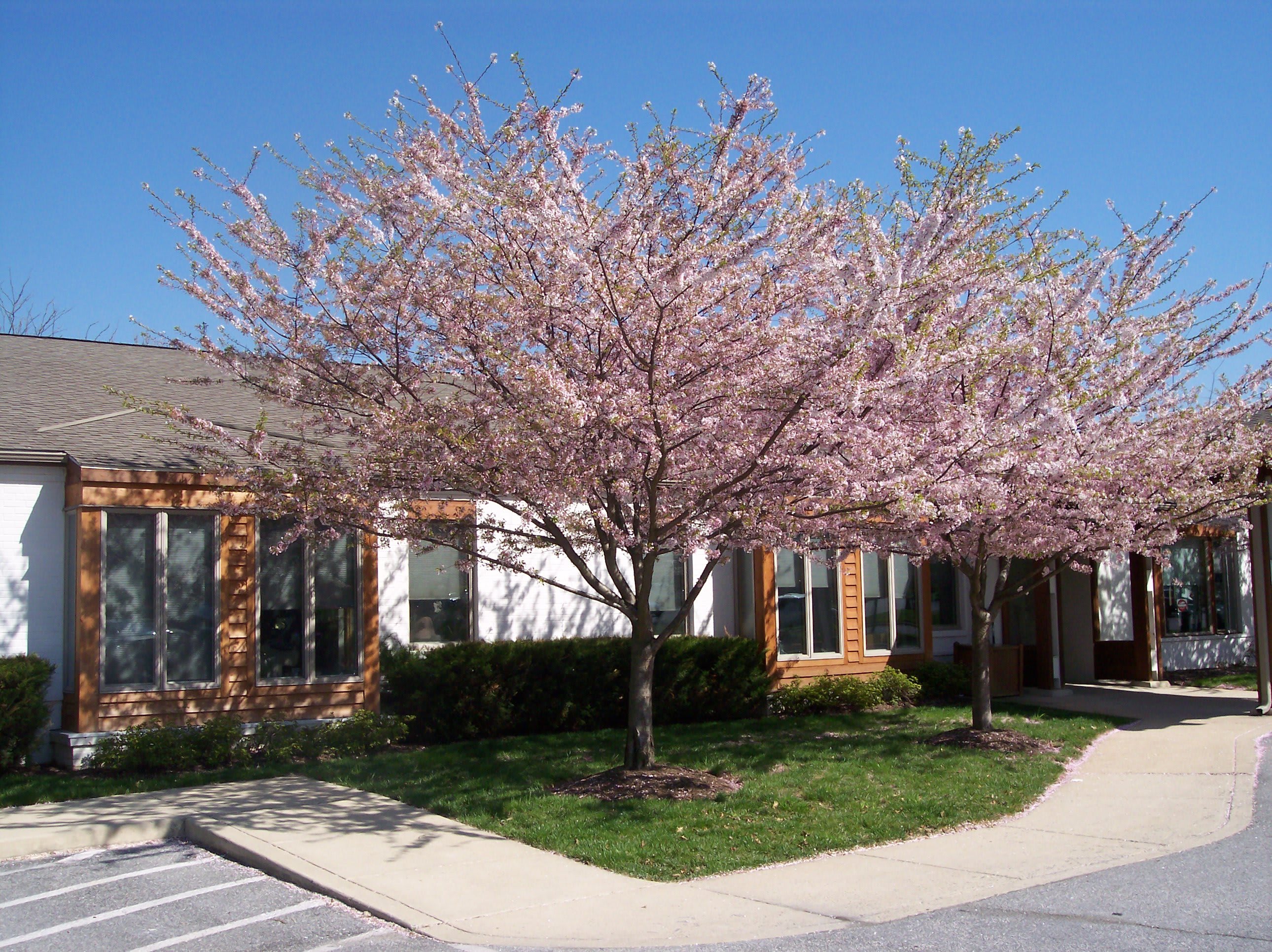 Photo of Winter Growth - Maryland Memories