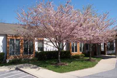 Photo of Winter Growth - Maryland Memories