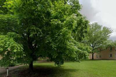 Photo of Cedars of Liberty